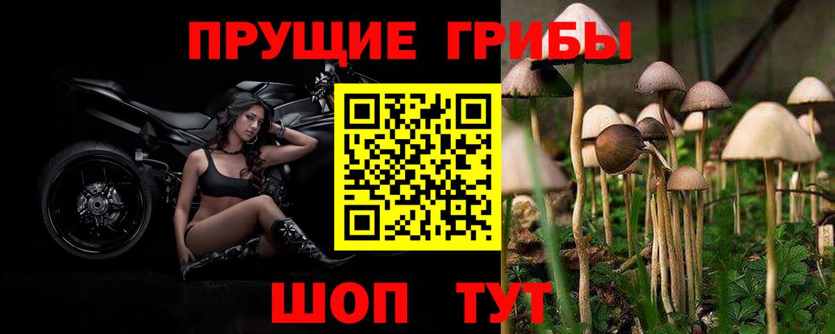 Псилоцибиновые грибы Psilocybe Кузнецк